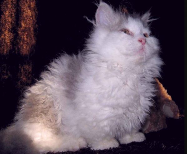 Кошка породы Лэмкин