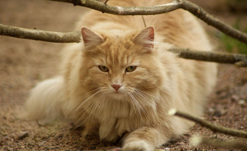 Порода Лесной Кот Фото