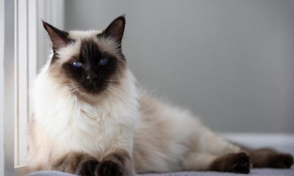 Балинезийская порода кошек предназначена для содержания в квартирных условиях