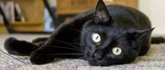 Кельтская кошка: фото, описание породы