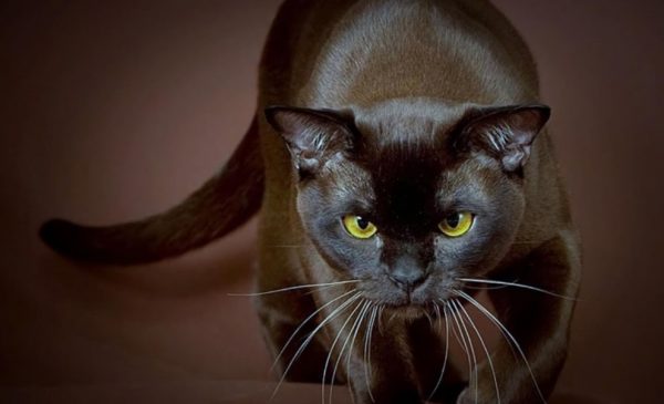 Неравномерность окраса бурманской кошки – характерная породная особенность