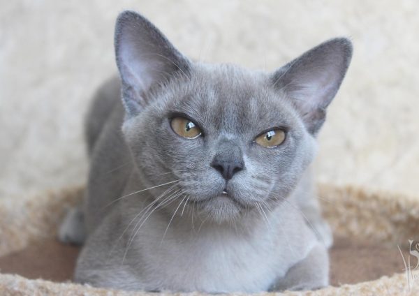 Бурманская кошка голубого окраса