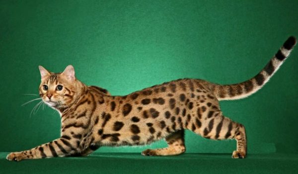 Красивые бенгальские кошки – необычные питомцы