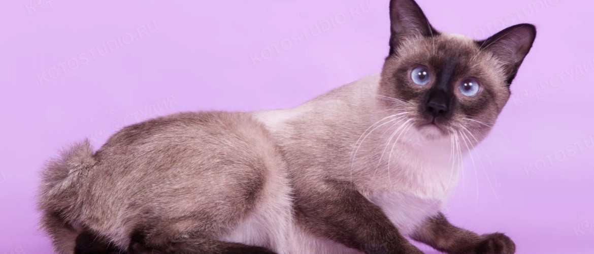 Бобтейл тайский кошка характеристика породы thumbnail