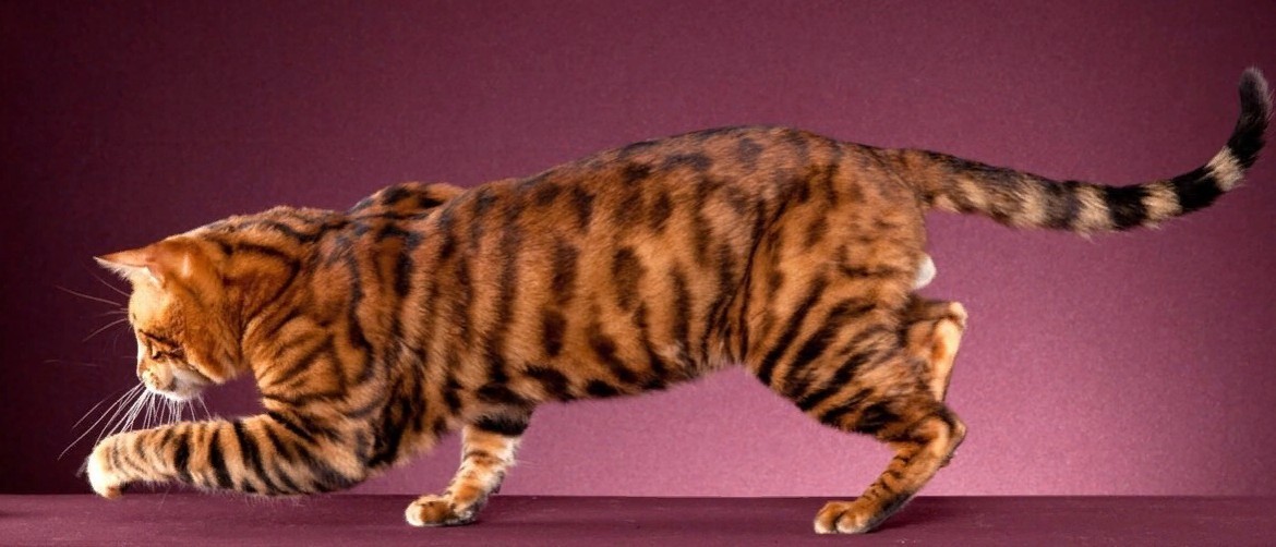 Кошки порода расцветкой тигра thumbnail