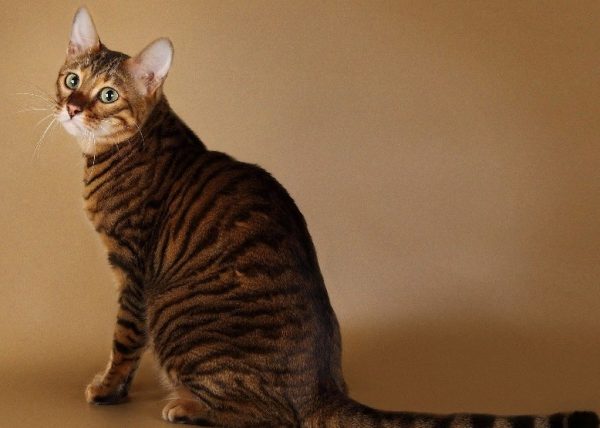 кошка с тигровым окрасом