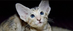 какая порода кошек как леопард. Смотреть фото какая порода кошек как леопард. Смотреть картинку какая порода кошек как леопард. Картинка про какая порода кошек как леопард. Фото какая порода кошек как леопард какая порода кошек как леопард. Смотреть фото какая порода кошек как леопард. Смотреть картинку какая порода кошек как леопард. Картинка про какая порода кошек как леопард. Фото какая порода кошек как леопард