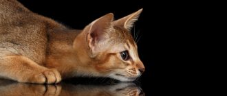 Европейская короткошерстная кошка (Кельтская): описание породы