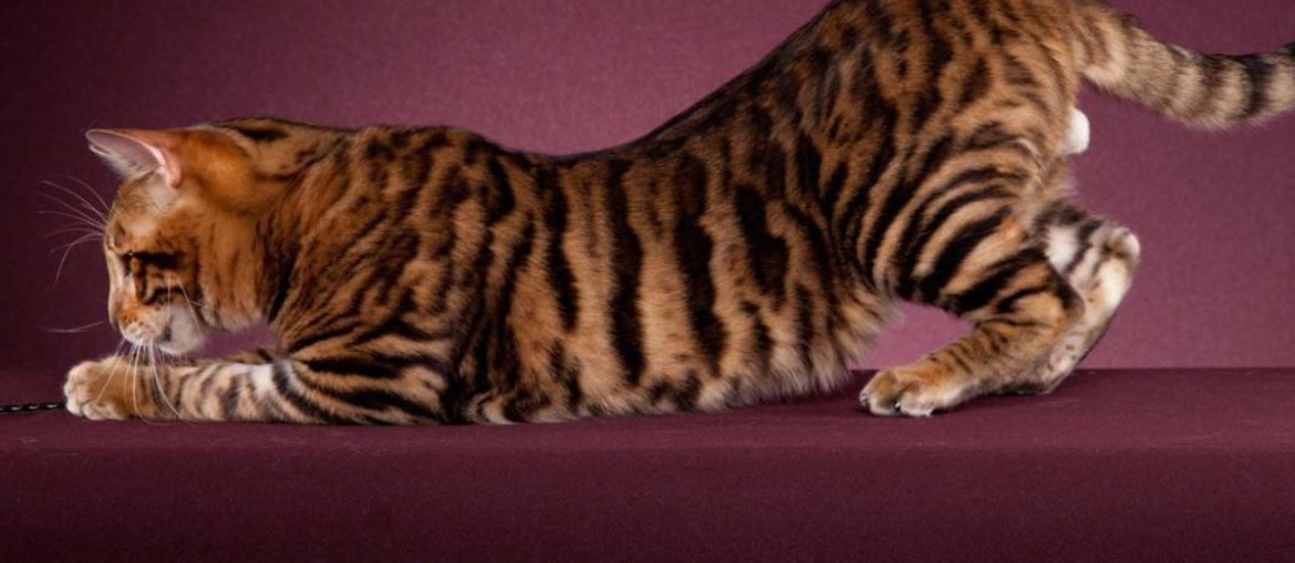 Тойгер: порода кошек тигрового окраса