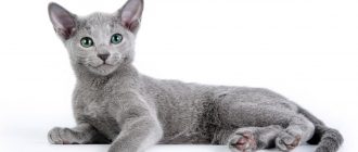 Абиссинская кошка окрас голубой