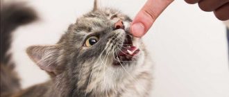 Калицивирусная инфекция кошек: лечение, диагностика, симптомы. Калицивироз