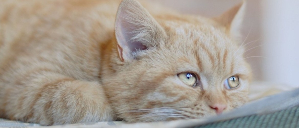 Виды антибиотиков для кошек и их назначение. Антибиотик для кошек