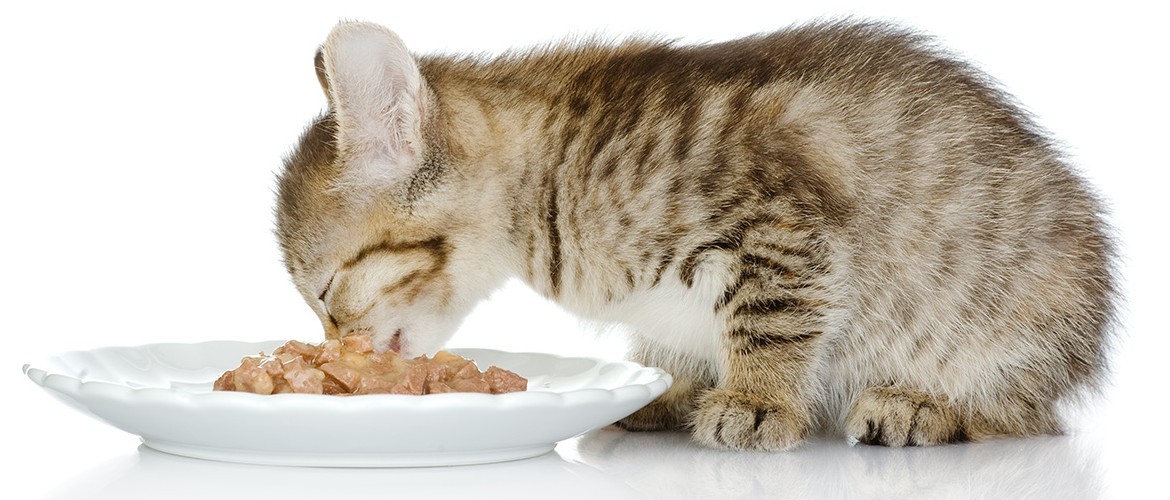От какой еды у котов мочекаменная болезнь thumbnail