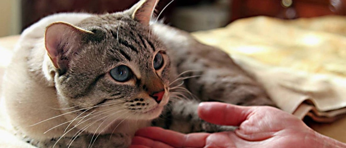 Сухой корм для стерилизованных кошек советы ветеринаров thumbnail