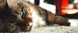 Токсоплазмоз у кошек и собак: симптомы, диагностика, профилактика. Токсоплазмоз у человека
