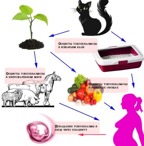 Как токсоплазмоз передаётся от кошки к человеку