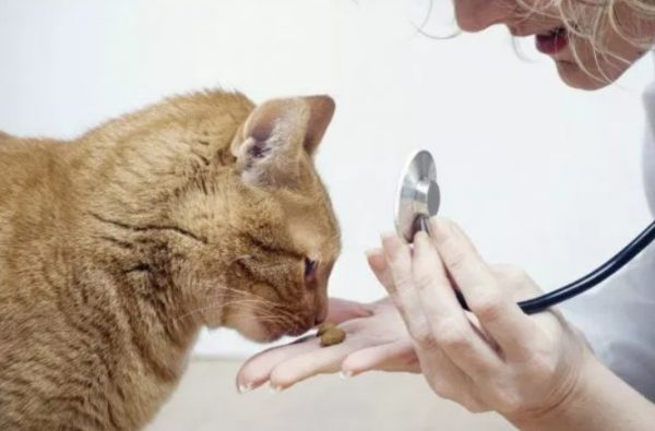 Вирусный, инфекционный (ФИП) и другие виды перитонита у кошек: симптомы и лечение
