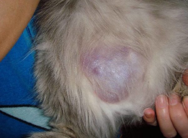 Симптом перитонита у кошки — раздражение кишечника