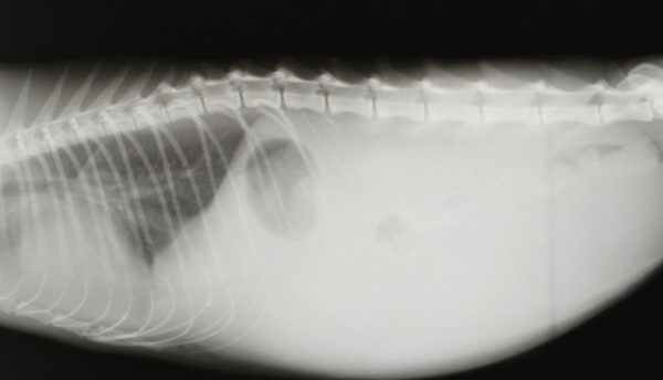 Радиографическое исследование кота выявило признаки выпота как в брюшную так и в грудную полость. 