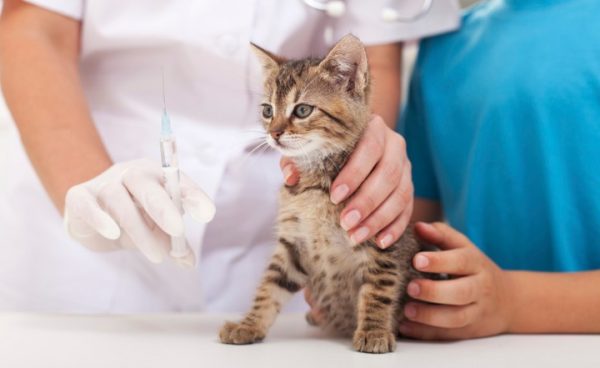 Существует вакцина, действие которой направлено на укрепление иммунитета кошки и сопротивление коронавирусу, однако, эффективность такой меры не доказана