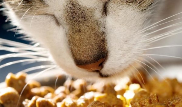 Если до операции рацион вашей кошки состоял из магазинных кормов, то переводите ее на питание премиум класса