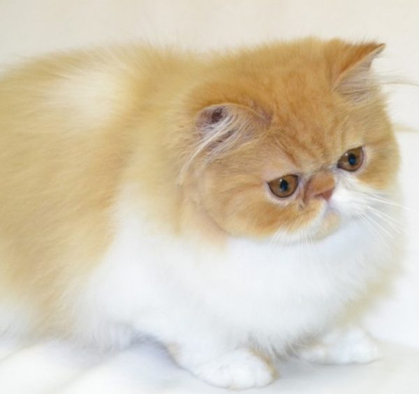 Персидская кошка – длинношёрстная древняя порода со своими преимуществами