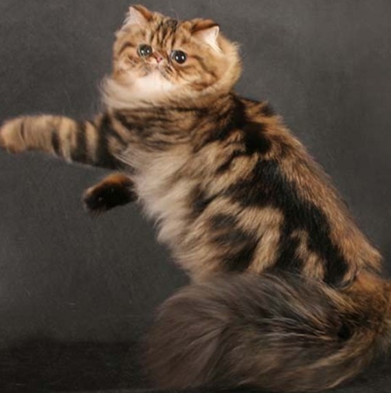Персидская кошка – длинношёрстная древняя порода со своими преимуществами