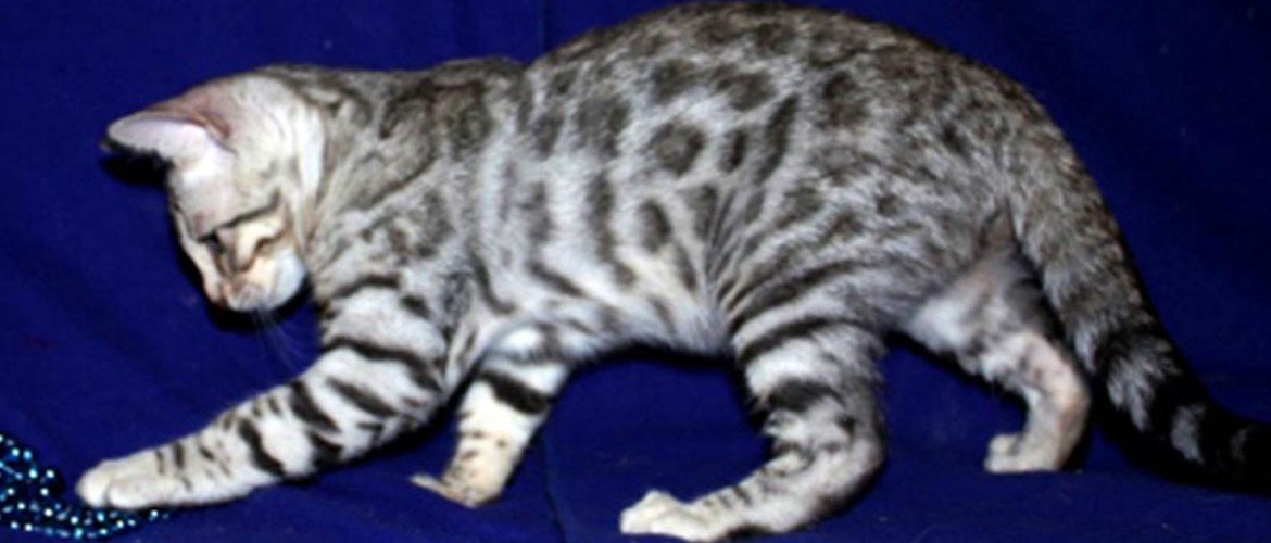 Кошка похожая на леопарда — бенгальская порода