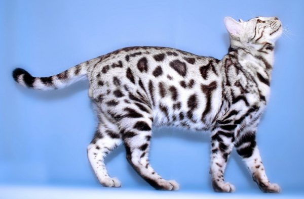 Как выбрать котенка, похожего на леопарда – порода бенгал: фото, цена, описание?