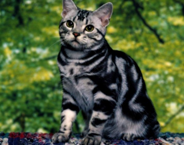 Как выбрать котенка, похожего на леопарда – порода бенгал: фото, цена, описание?