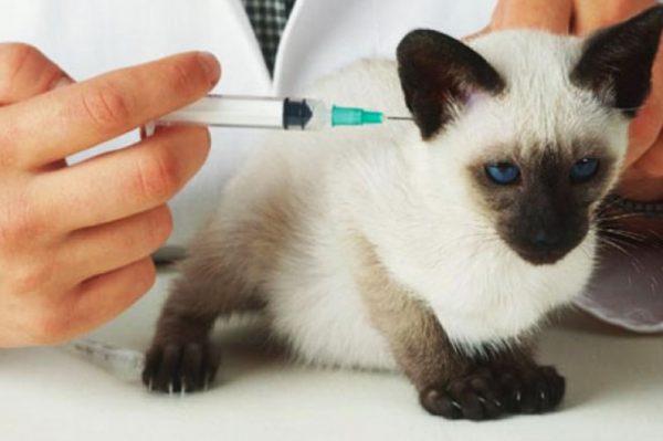 При чумке у кошек назначается введение внутримышечно противовирусного препарата широкого спектра действия
