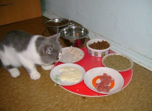 Каши начинают вводить в питание котят с 1 месяца