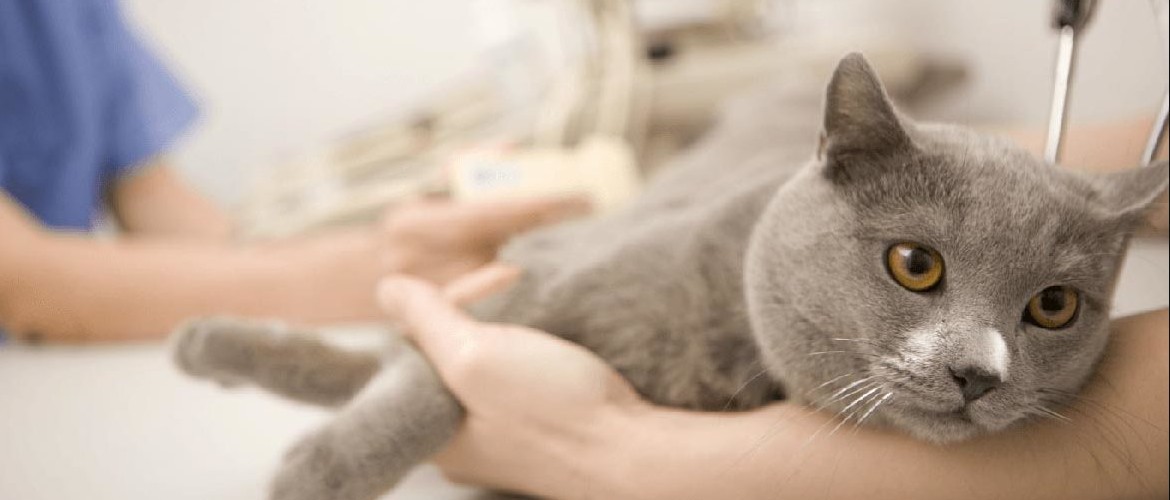 Слабительное для кошек дюфалак и лактусан: инструкция по применению в домашних условиях