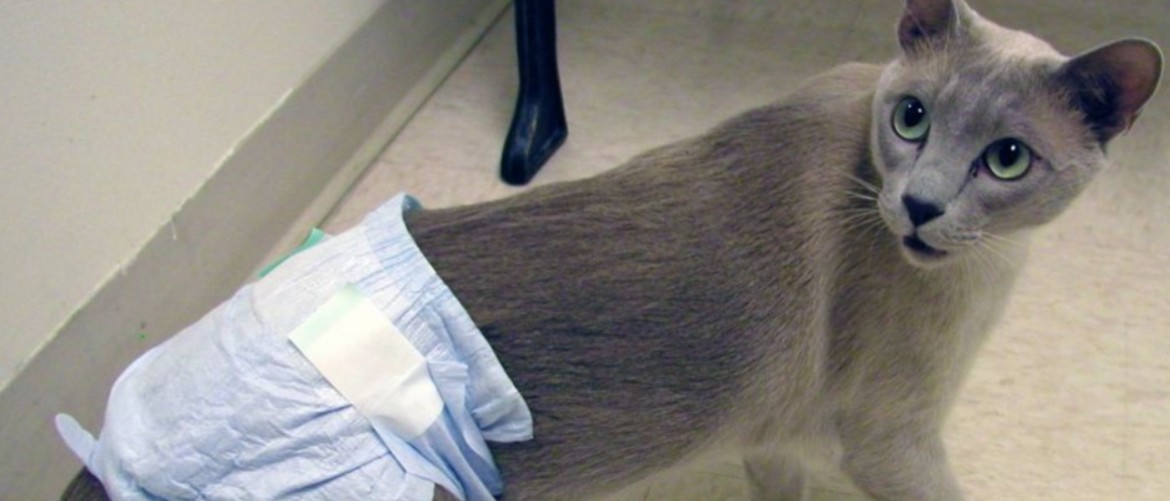 Цистит у кошек – симптомы и лечение в домашних условиях
