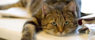Параанальные железы у кошек их функции а также причины и лечение воспалительного процесса