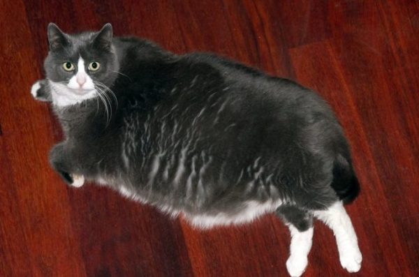 При асците живот у кошки увеличивается в размерах