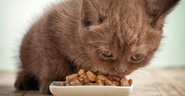 Животные в возрасте 3 недель уже проявляют интерес к пище взрослых кошек