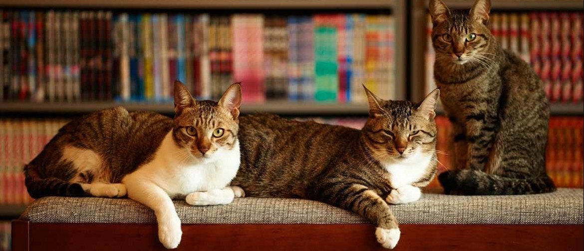 Как правильно подружить двух кошек в одной квартире