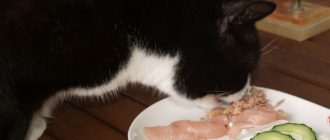 Как правильно размачивать сухой корм для кошек Можно ли размачивать сухой корм для кошек