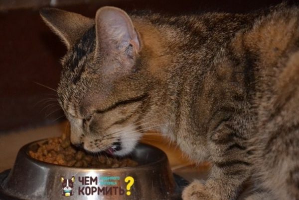 Приучить кота к новой пище непросто, но возможно даже при длительном стаже кормления сушкой