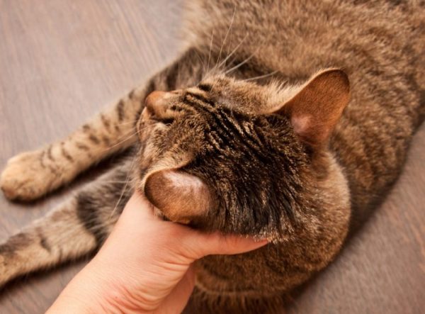 Владельцам кошек необходимо знать, что овергруминг чаще возникает у животных вследствие психологических причин
