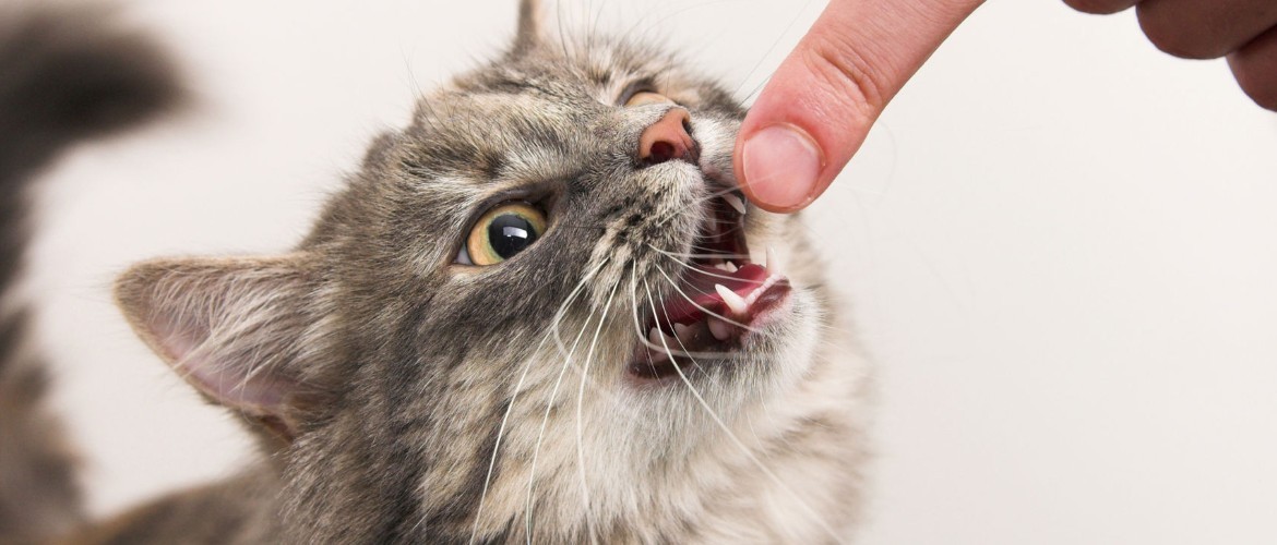 Кошачья активность: как распознать агрессию или плохое самочувствие котенка и как грамотно его успокоить