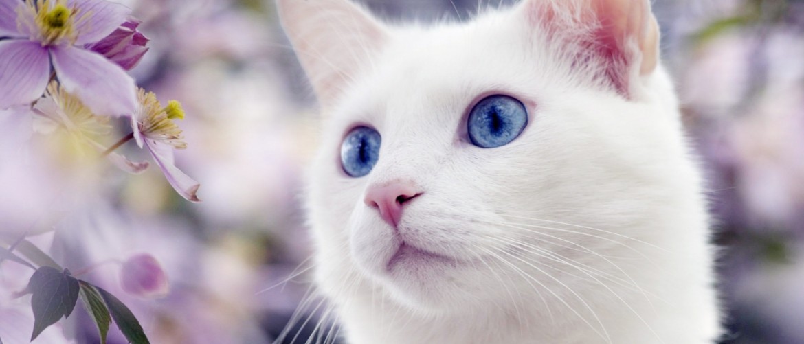 Вс о белых голубоглазых кошках