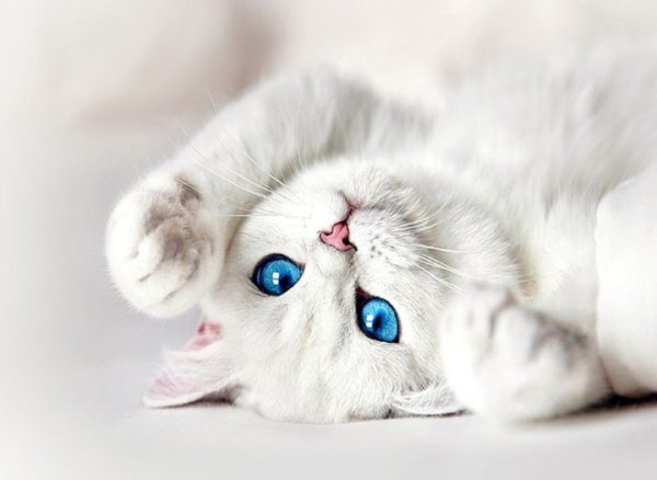 При сочетании белой шерсти и голубых глаз 45% кошек испытывают серьезные нарушения слуха