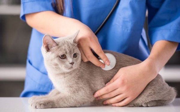Давая лекарство, кошку стоит завернуть в плед, чтобы не пострадать от когтей
