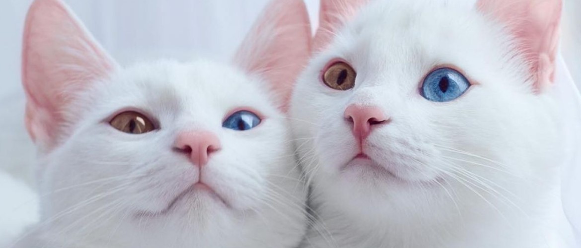 Порода кошки по окрасу и цвету глаз thumbnail
