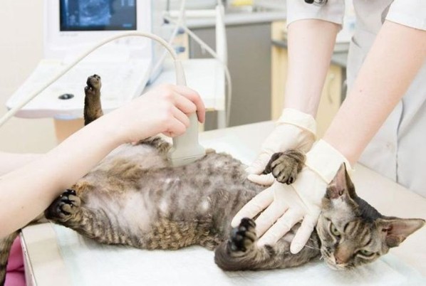 Препарат прописывается кошкам при повышении в крови мочевины и креатина