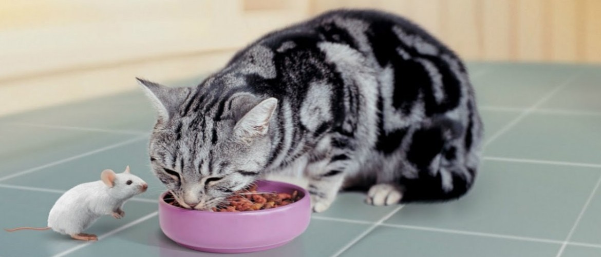 Как выбрать качественный гипоаллергенный корм для кошек