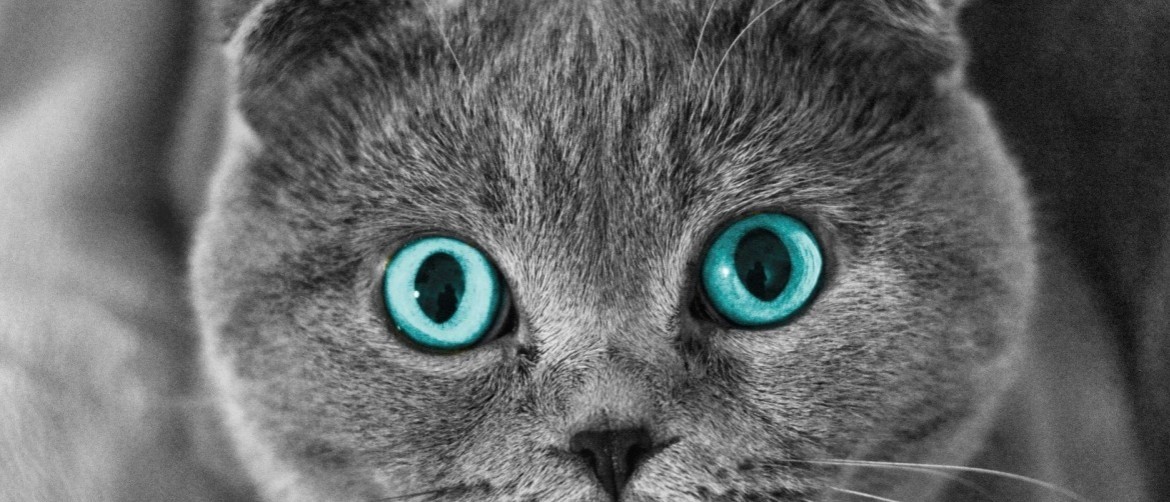Лекарства для лечения глаз у кошки thumbnail