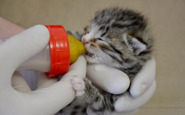 Чем кормить котенка в 1 месяц без кошки: как выкормить новорожденных котов в домашних условиях, рекомендации ветеринаров
